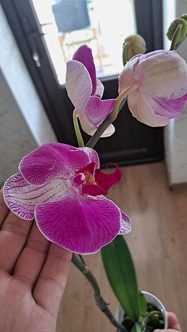 орхидея гулу: Продаётся Архидея — 4