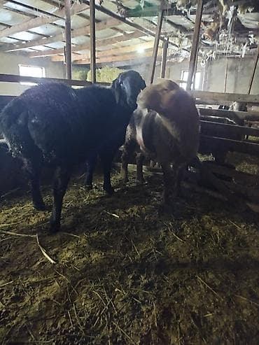 тр 40: Продаю | Баран (самец) | Эдильбаевская | Для разведения | Племенные — 1