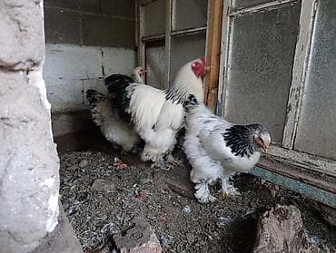брам: Продаю | Куры | Брама | Для разведения — 5