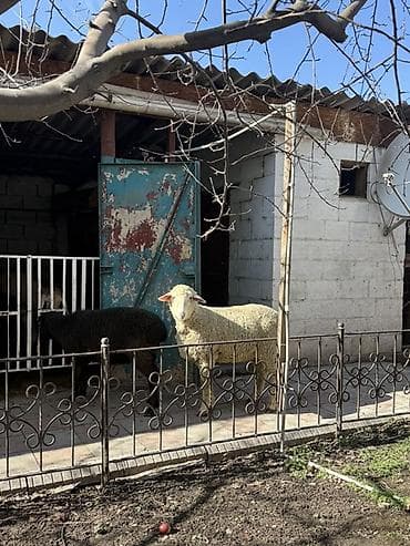 кролик фландер: Продаю | Баран (самец) | Меринос | На забой, Для шерсти | Кастрированные — 4