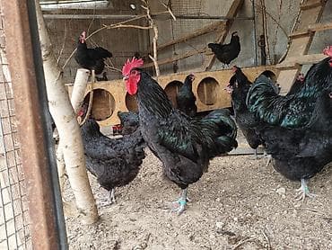 охотничий ит: Продаю | Куры | Для разведения — 1