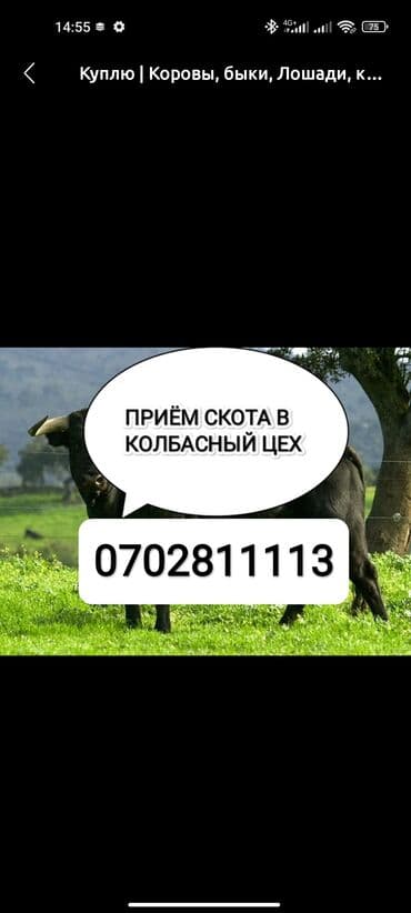 Сатып алам | Уйлар, букалар, Жылкылар, аттар, Башка а/ч жаныбарлары | Бардык шартта, Союлган, Союуга, этке lalafo.kg да Сатып алам | Уйлар, букалар, Жылкылар, аттар, Башка а/ч жаныбарлары | Бардык шартта, Союлган, Союуга, этке