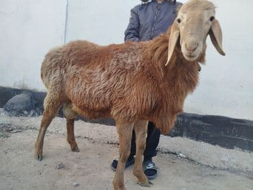 купить овчарку в бишкеке: Продаю | Баран (самец) | Арашан | Для разведения — 1