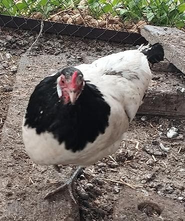 прост ат: Продаю | Куры | Несушки — 4