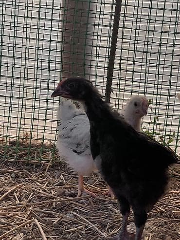 курица несушки: Продаю | Цыплята | На забой — 10