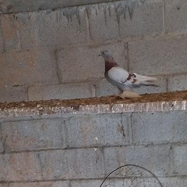 сколько стоят попугаи волнистые: Продаётся Пискун Сиреневый голубь не гоненные — 3