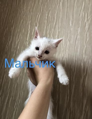 где можно взять кошку бесплатно: Кошка даром: Ангорская, 2 месяца, Девочка, Приучена к лотку — 4