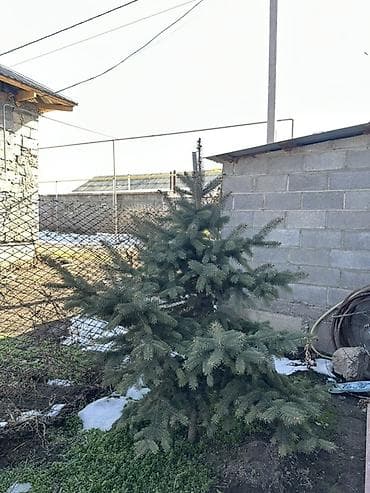 Садовая мебель: Саженцы деревьев: Ели — 7