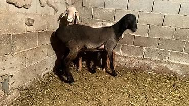 порода комару: Продаю | Овца (самка) | Для разведения | Племенные — 3