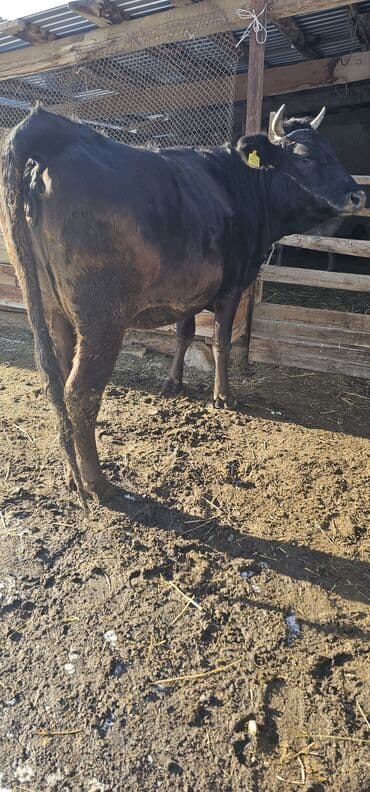 токмок животные: Продаю | Корова (самка), Бык (самец), Тёлка | Полукровка, Алатауская | Для разведения, Для молока | Стельные — 8
