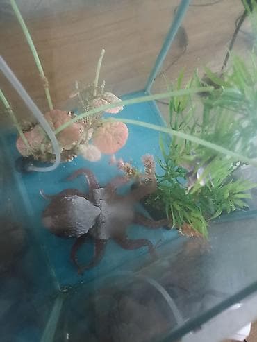 рыба малек: Аквариум/палюдариум вертикального типа с декоративным оформлением — 2