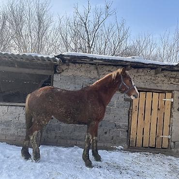 чк лошадь: Продаю | Жеребец | Рабочий — 1