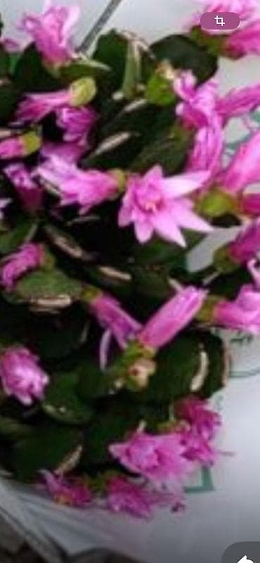 разновидные кактусы: Детки декабриста (Rhipsalidopsis/Schlumbergera) редких окрасов. - — 6