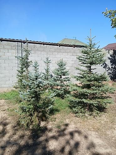 Саженцы деревьев: Ели, Самовывоз