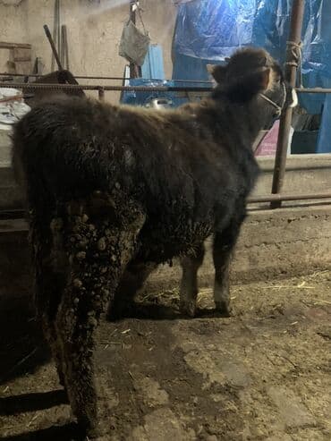 седло для осла: Молодой осёл (вьючный тип) - Порода: домашний осёл, тёмный окрас с — 2