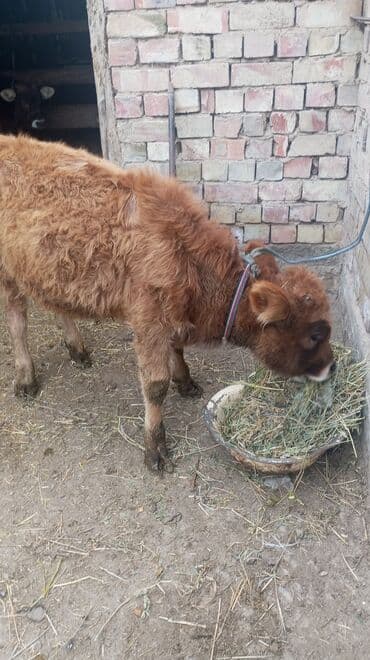 продам бу оборудование для птицефабрики: Продаю | Музоо, торпок | На откорм | Привязанные — 4