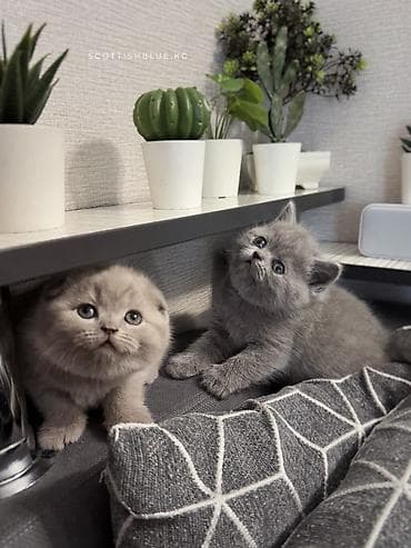 голубая кошка: Скотиш Фолд (Шотландская вислоухая), 2 месяца, Мальчик, Приучена к лотку, С документами — 3