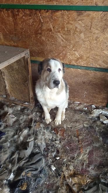 прадаю кангал: Алабай, 2 месяца, Самка — 7