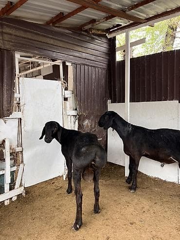 лошадь жорго: Продаю | Баран (самец) | Эдильбаевская | Для разведения | Племенные — 2