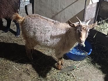 клетка для перепела: Продаю | Коза (самка) — 4