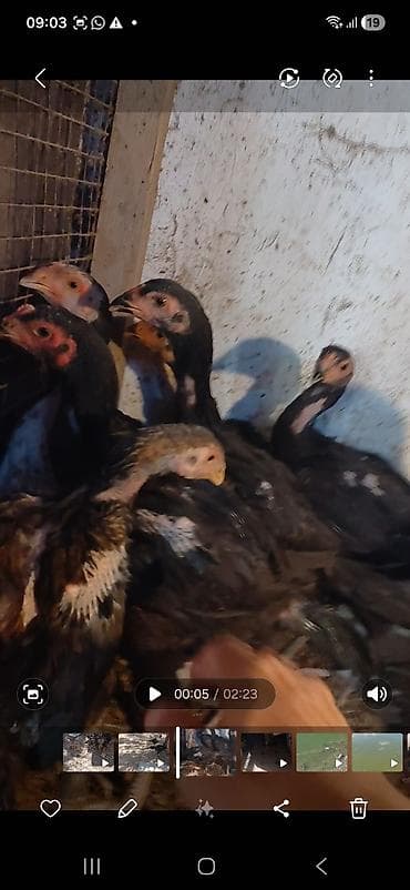 декоративные голуби: Продаю цыплят,бойцовые(дакан) 2, 5 месяцев. прививки сделаны. курочки — 6