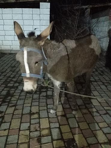 Аквариумы: Осёл (домашний) - Порода: стандартный домашний осёл - Масть: серая — 2