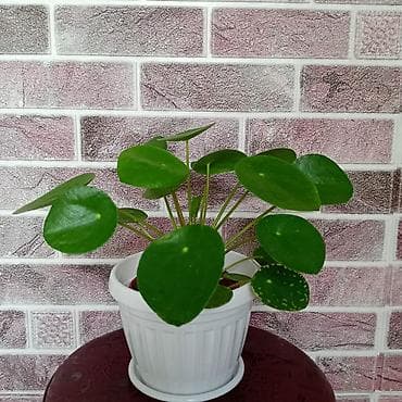 подставка для комнатных цветов: Пилея Пеперомиевидная (Pilea peperomioides) — компактное комнатное — 1