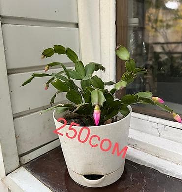 Промышленная химия: Цветы по самым низким ценам 1-Антуриум мужское счастье 4х летный в — 7