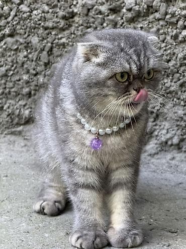 Шотландская вислоухая кошка (Scottish Fold) Пол: Женский Возраст: 10 — 4