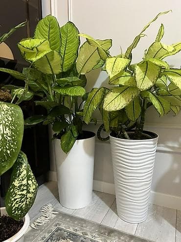 Крупные комнатные растения в дизайнерских кашпо - Диффенбахия (разные