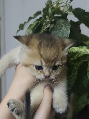 донской сфинкс кошка: Скотиш Страйт (Шотландская прямоухая), 1 месяц, Девочка, Золотая шиншилла, Проглистована — 3