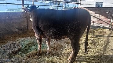 Продам с/х животных: Продаю | Корова (самка) | Швицкая | Для разведения | Племенные, Не стельные, Нетель — 2