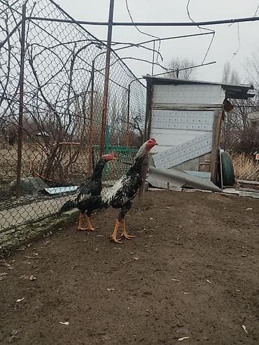 боевые петухи: Продаю | Петух | Бойцовая | Для разведения — 1