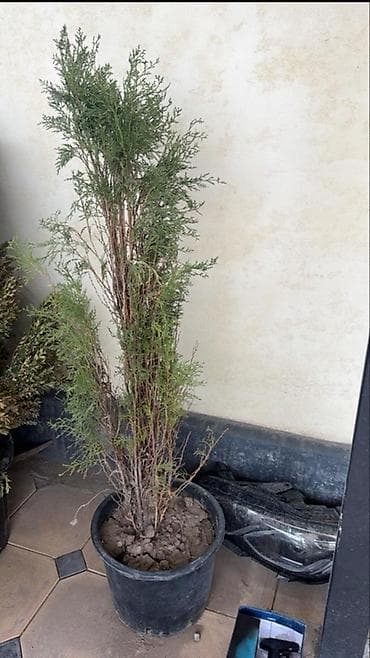 купить кустарники декоративные: Вечнозелёные декоративные кустарники в горшках для сада и ландшафтного — 3