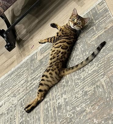 сибирская лесная кошка: Бенгальская, 2 года, Девочка, Приучена к лотку, Проглистована, С документами — 1