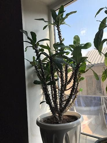 Молочай Миля Кустарник, многолетнее растение, суккулент семейства