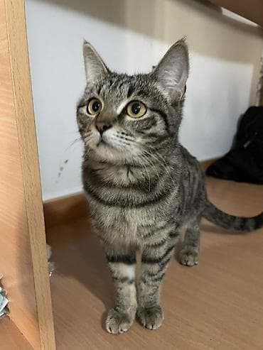 Грызуны: Кошка даром: Беспородная, Мальчик, Приучена к лотку — 2