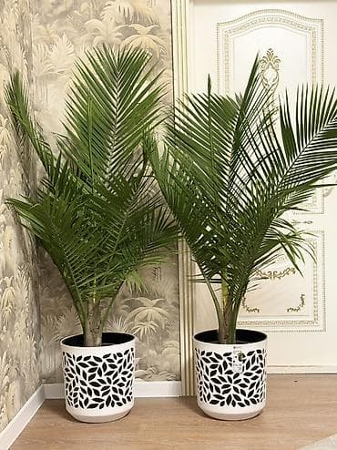 растении: 🌴 Красивая пальма для вашего дома! 📏 Высота: 165–170 см 💰 Цена: 3800 — 2