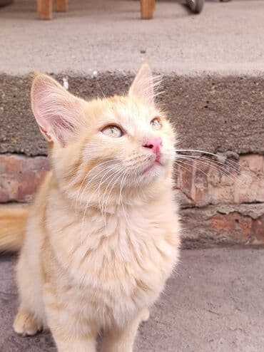 кошка бенгальская: Рыжие котенки с полосатым окрасом. У котейек светло-желтые глаза и — 3