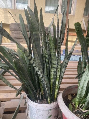 цветы домашнии: Сансевиерия (Sansevieria trifasciata, «щучий хвост», «тещин язык») в — 4