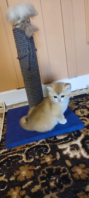 шотландские вислоухие котята купить: Открыто бронирование Британские котята, окрас золотой шиншилла — 9