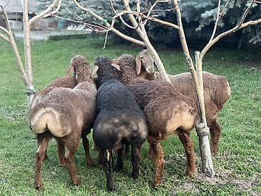 бараны кант: Продаю | Овца (самка), Баран (самец) | Арашан | Для разведения | Племенные — 6