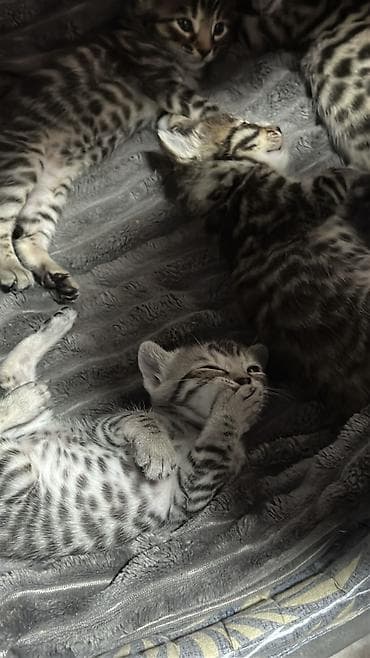 Бенгальские котята,Метисы отец Шотландский вислоухий. Окрасом at lalafo.kg Бенгальские котята,Метисы отец Шотландский вислоухий. Окрасом
