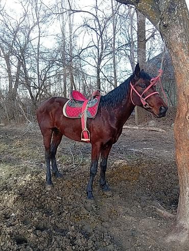 романовский порода: Продаю | Жеребец | Кара Жорго — 2