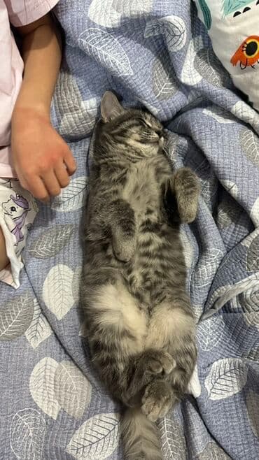 кошачий наполнитель: Беспородная, 4 месяца, Мальчик, Серый — 1