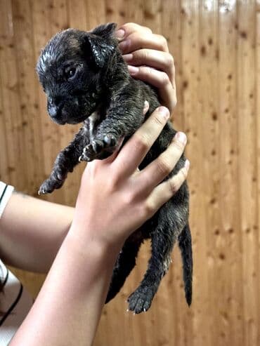 бульдоги: Щенки Канарского Дога (Presa Canario) С документами, прививками 8 — 14