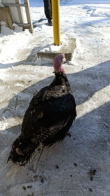 тай чика: Продаю | Индюшата | Бройлерная — 6