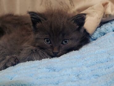 мышык: Котята домашние, порода шотландская одна прямоухая вторя — 3