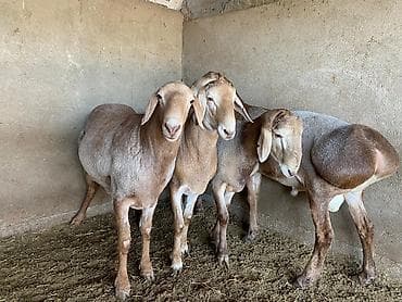 Баран, овца: Продаю | Баран (самец) — 3