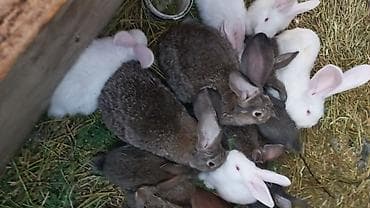 разведение рыб: Продаю | Крольчата | Фландр | Для разведения — 3